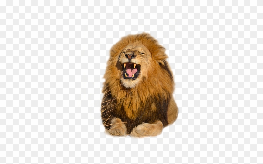 Download Free High Quality Lion Png Transparent Images - صور اسود مفرغه للتصميم Clipart #596555