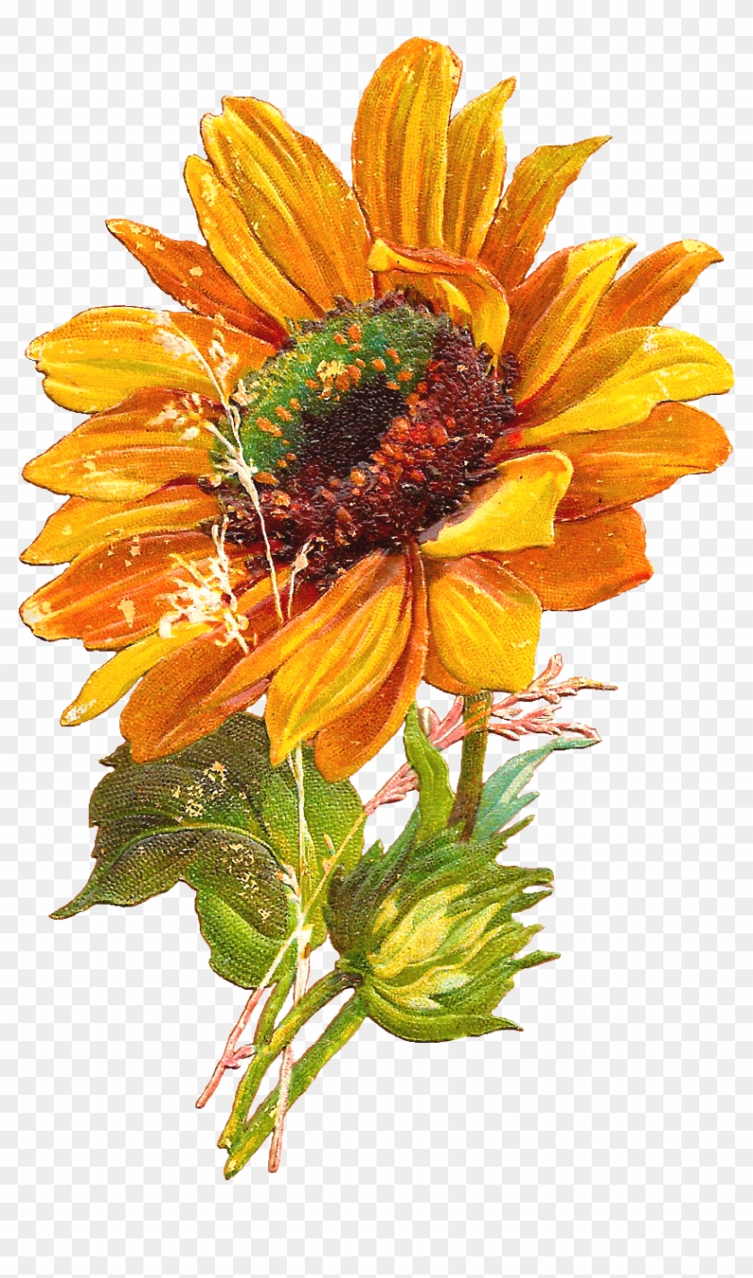 Vintage Sunflower Clipart Vintage Sunflower Clipart - Vintage Sunflower Clip Art - Png Download