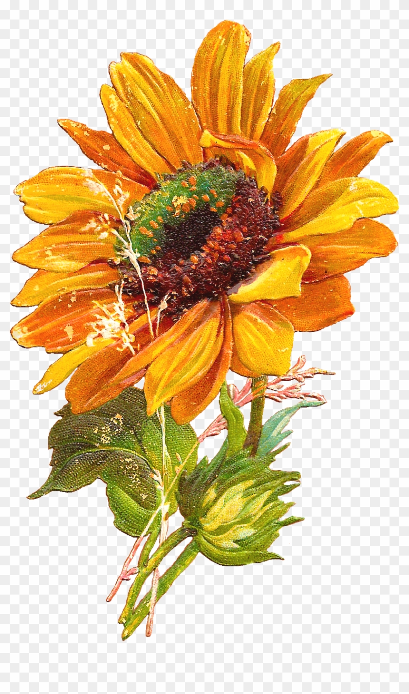 Vintage Sunflower Clipart Vintage Sunflower Clipart - Vintage Sunflower Clip Art - Png Download #596610