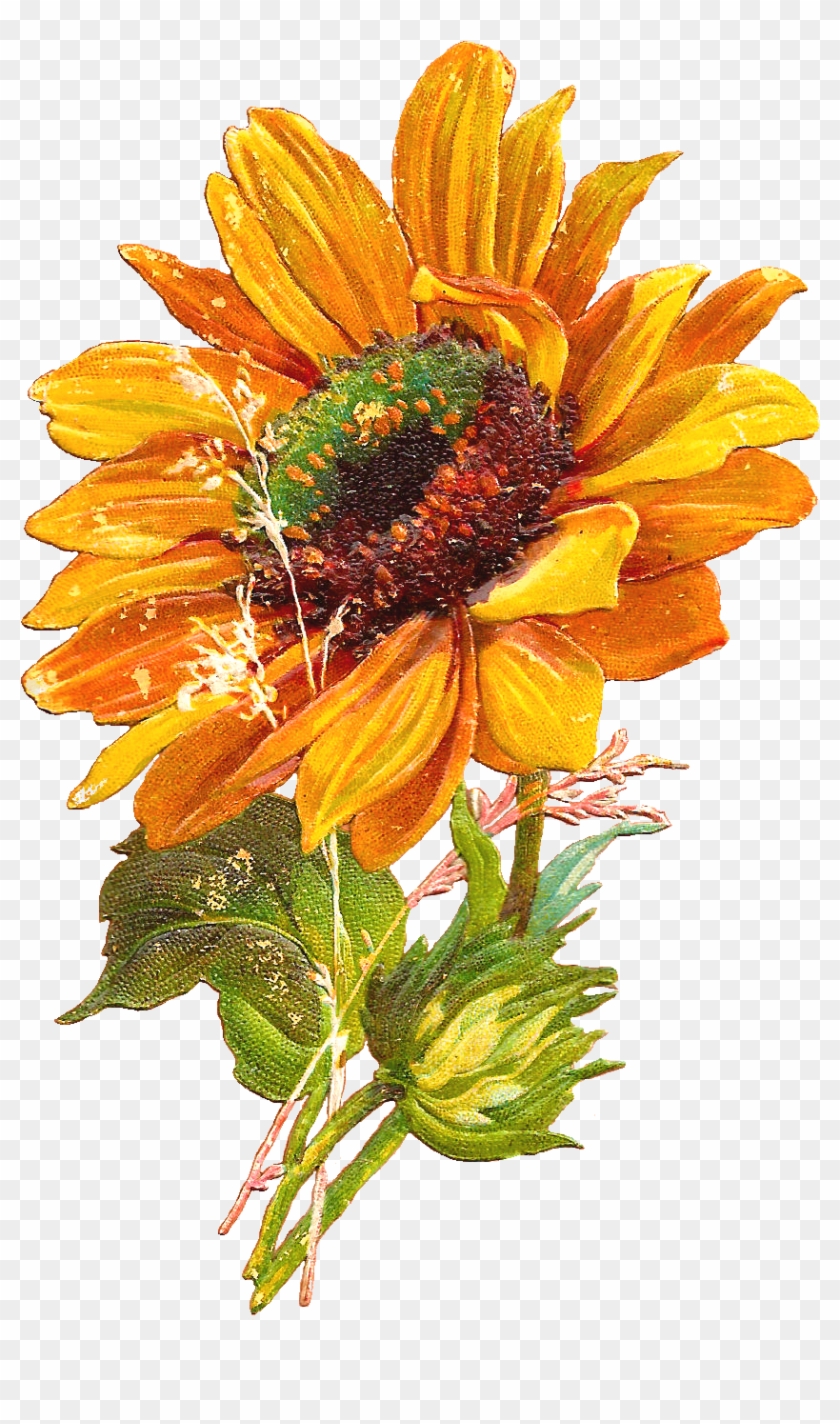 Vintage Sunflower Clipart