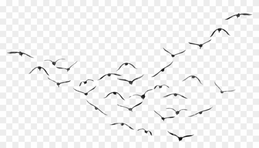 Birds Png Transparent - Birds Png For Picsart Clipart