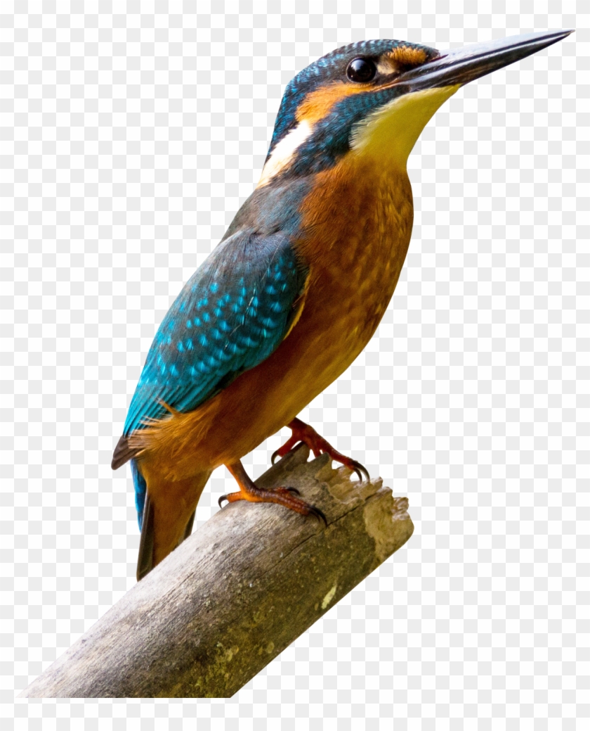 Kingfisher Bird - Bird Png Clipart #596682