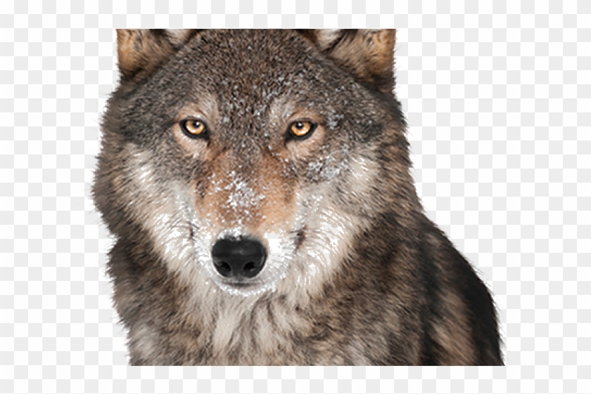 Grey Wolf In White Background Clipart