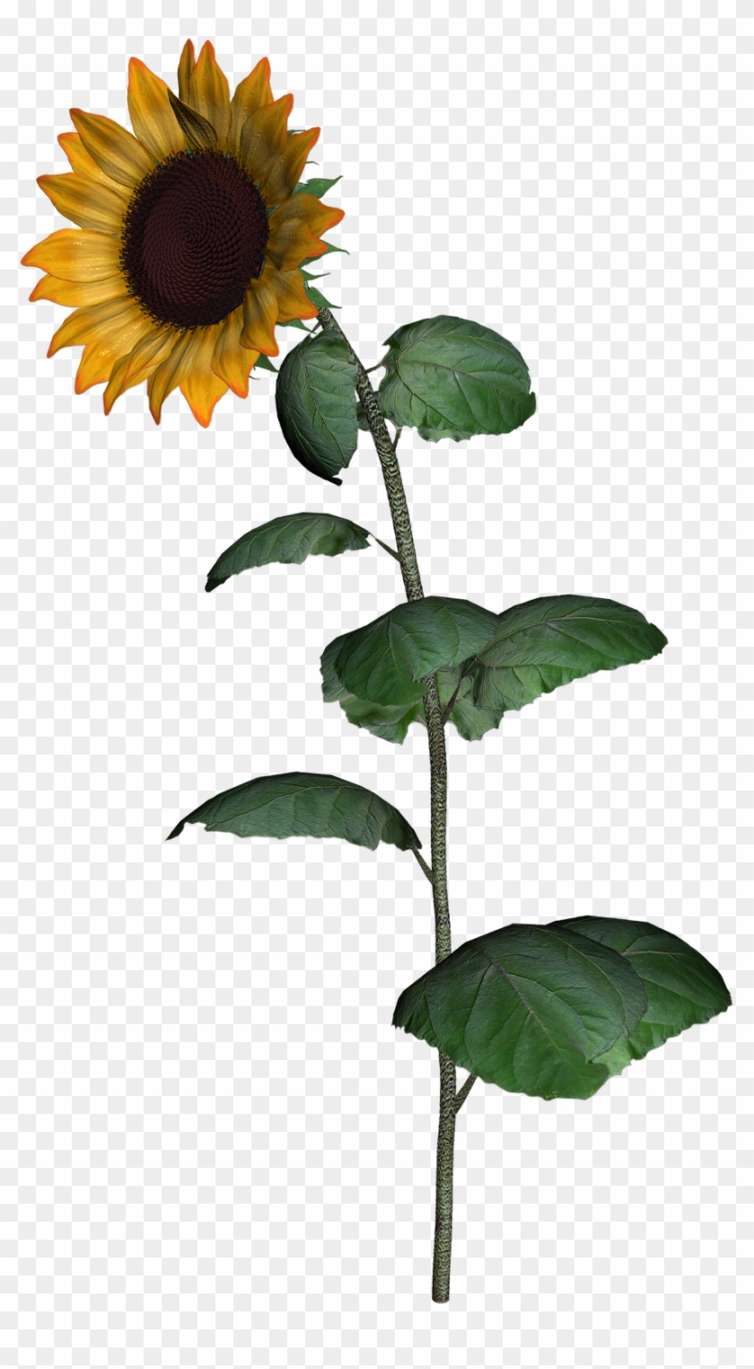 Sunflower Clipart With Leaf Png Images - Sunflower Transparent Png #596713