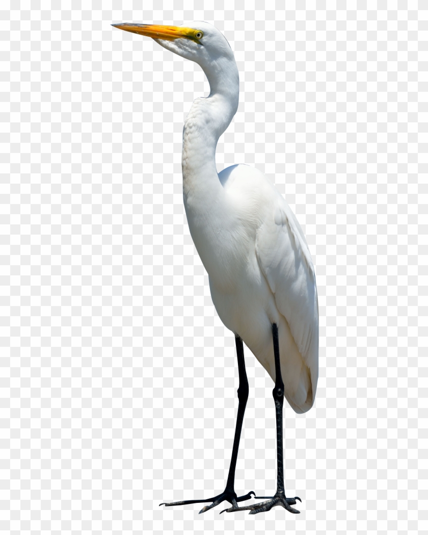 Download Egret Bird Png Transparent Image - Crane Bird Images Hd Clipart #596736