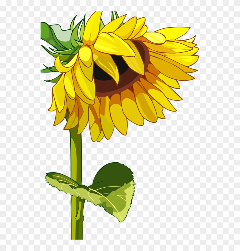 Drawn Mason Jar Sunflower Png - High Resolution Sunflower Field Clipart #596766