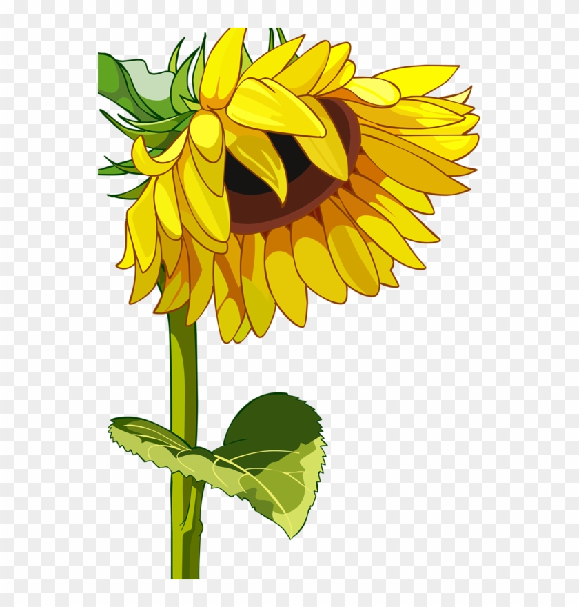Drawn Mason Jar Sunflower Png - High Resolution Sunflower Field Clipart