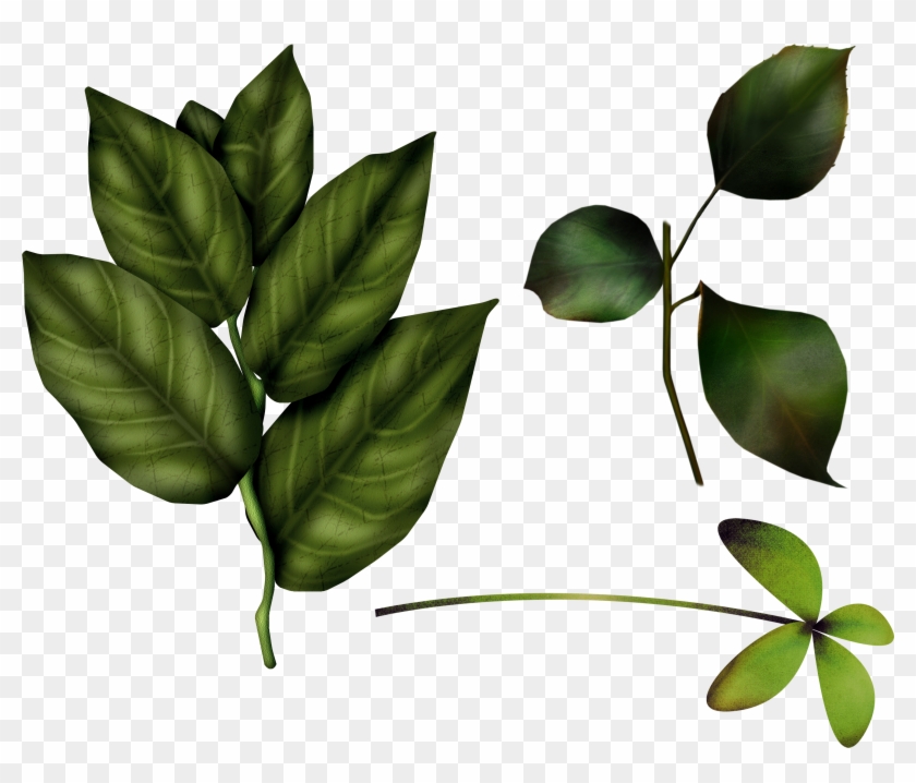 Green Leaves Clipart #596816