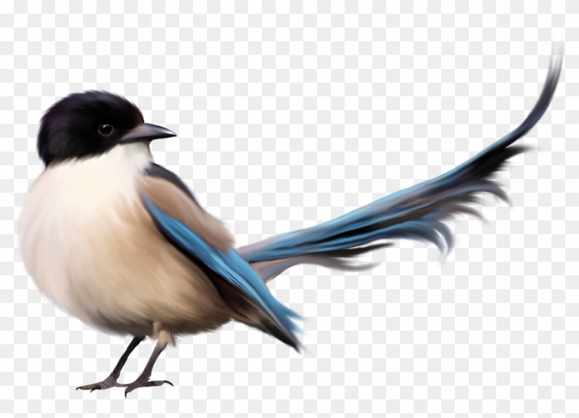 Bird Png - Birds With Their Names Clipart #596844