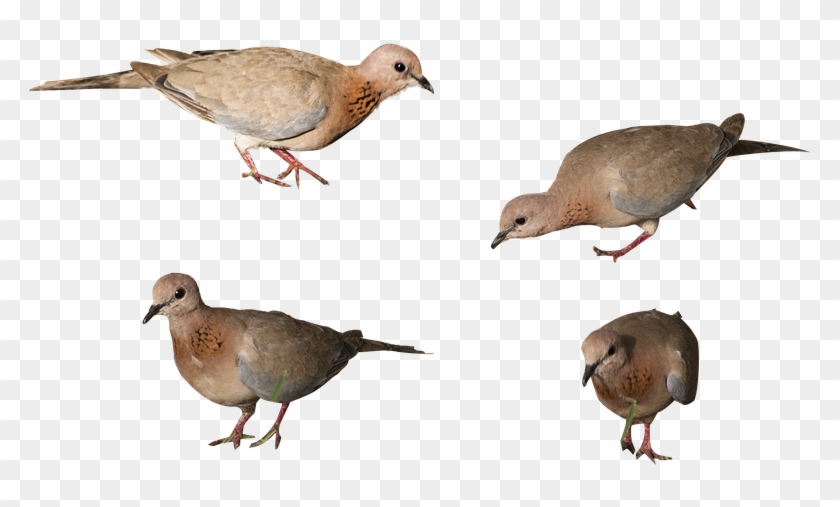 Birds, Png, Isolated Background, High Resolution - American Mourning Dove Clipart