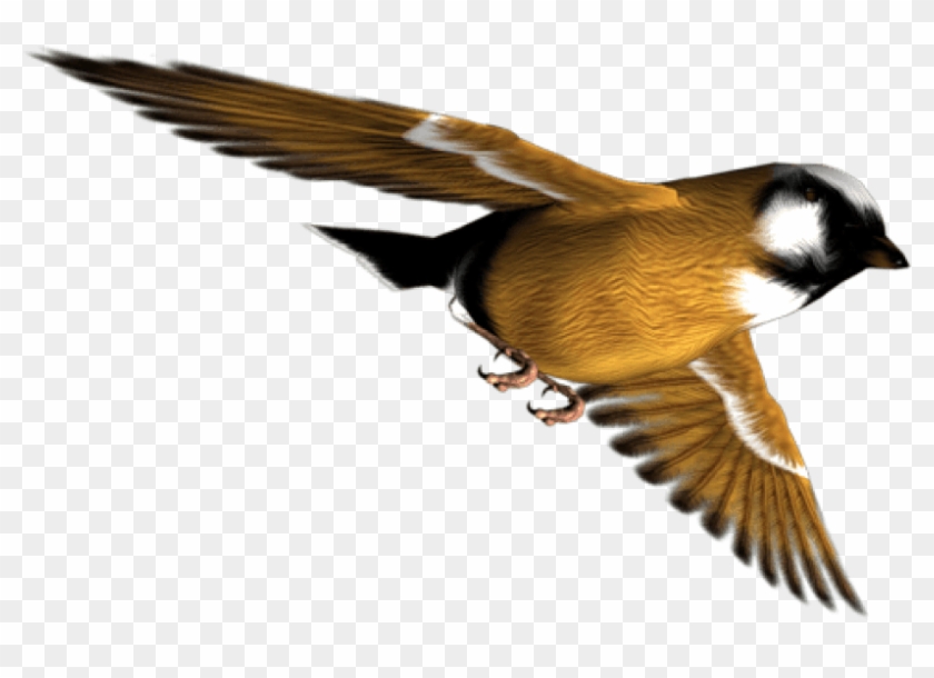 Download Birds Png Images Background - Old World Flycatcher Clipart