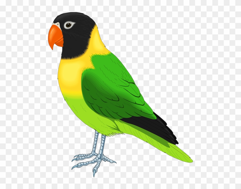 0, - Parakeet Clipart - Png Download #597328