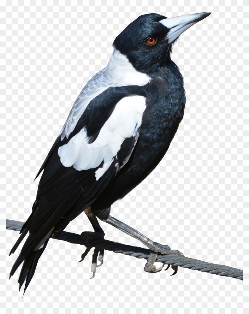 Best Free Birds Png Icon Clipart #597423