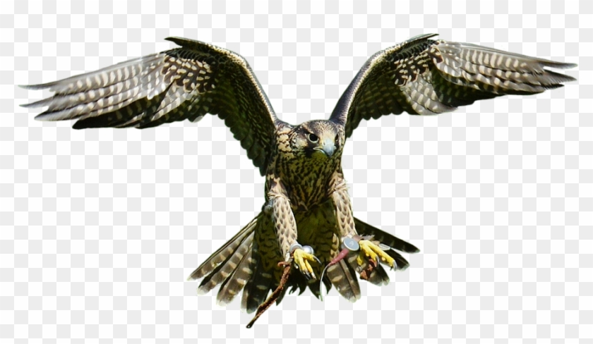 Download Free Falcon Birds Png Transparent Images Transparent - Hawk Clipart