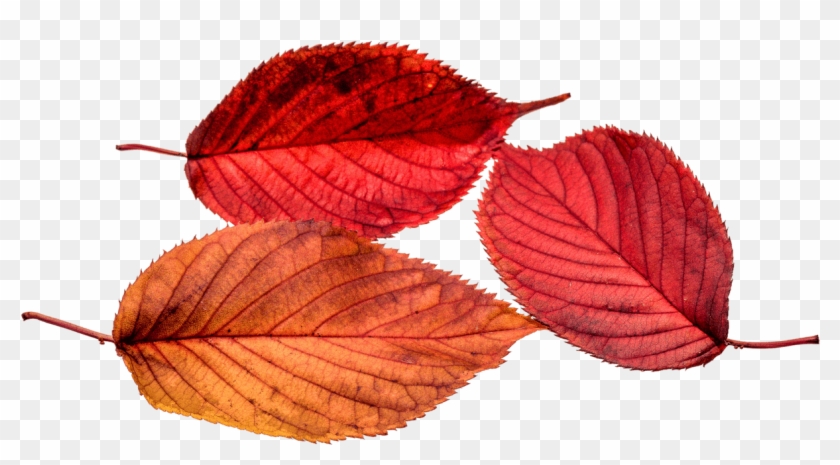 Autumn, Leaves, Leaf, Png, Transparent, Fall Color - Real Transparent Autumn Clipart #597850