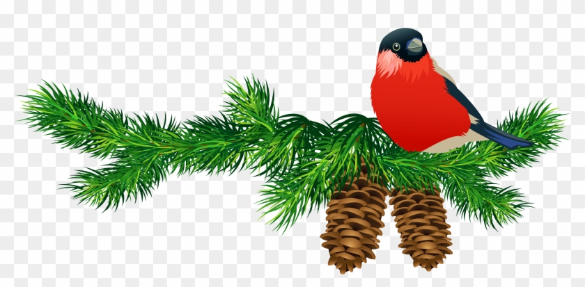 Transparent Pine Branch With Cones And Bird - Christmas Bird Clip Art - Png Download #598322