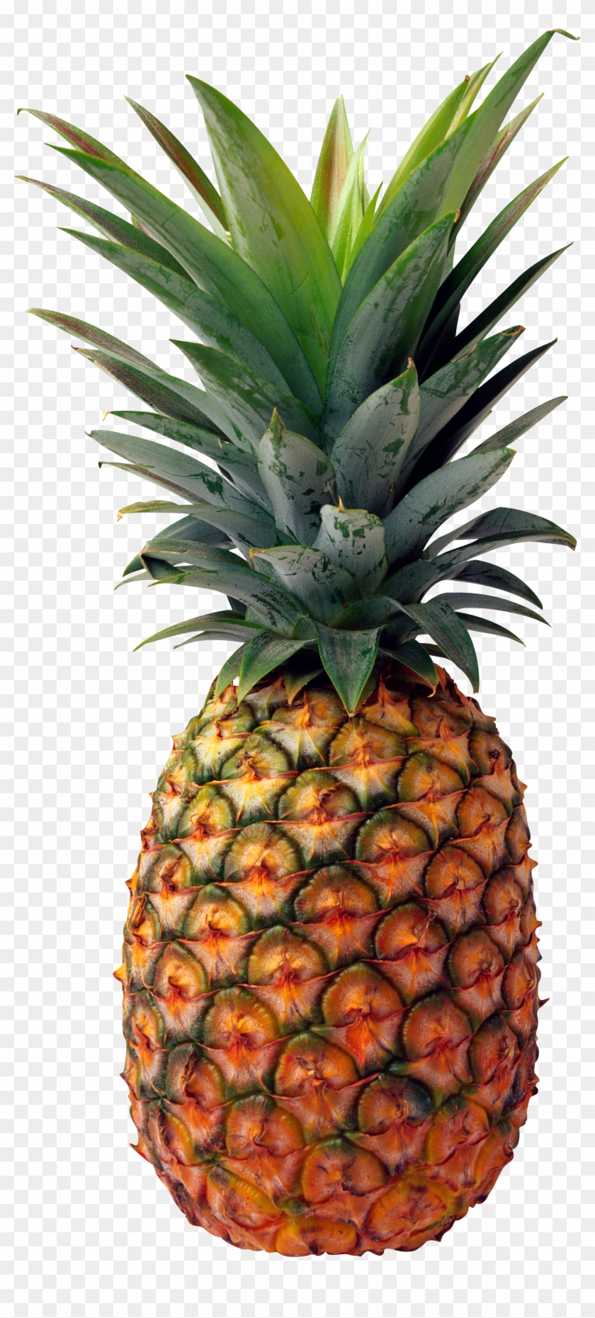 Pineapple Png Image, Free Download - Pineapple Png Clipart #598679