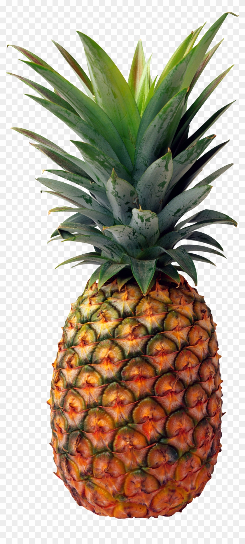 Pineapple Png Image, Free Download - Pineapple Png Clipart