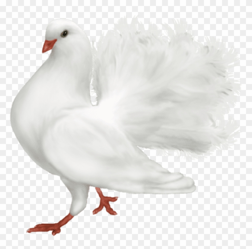 Free Png Download White Romantic Dove Png Images Background - Cuma Akşamınız Mübarek Olsun Cif Clipart