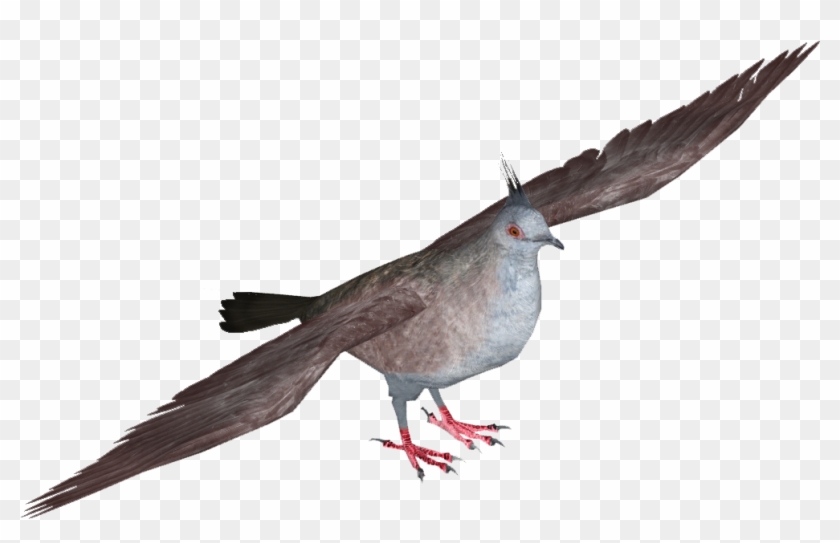 Stock Dove , Png Download Clipart #598849