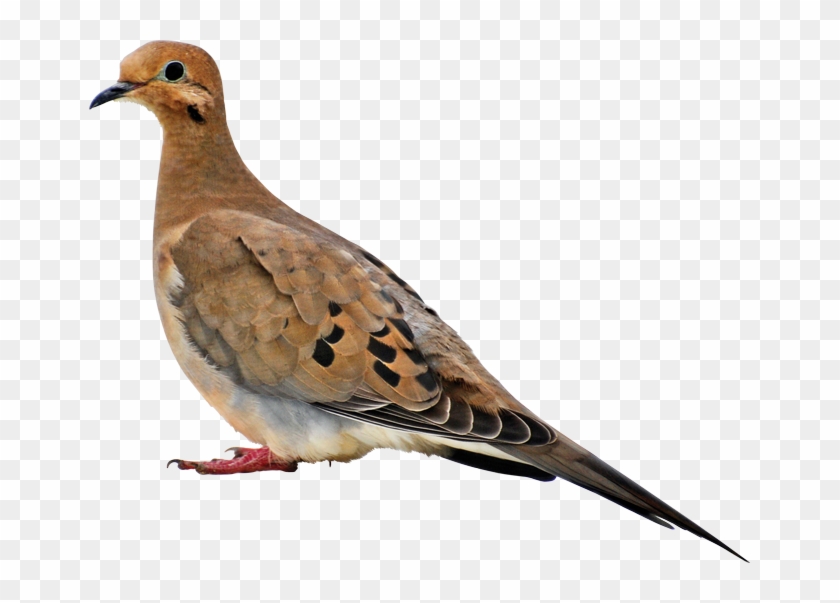 Birds - American Mourning Dove Clipart