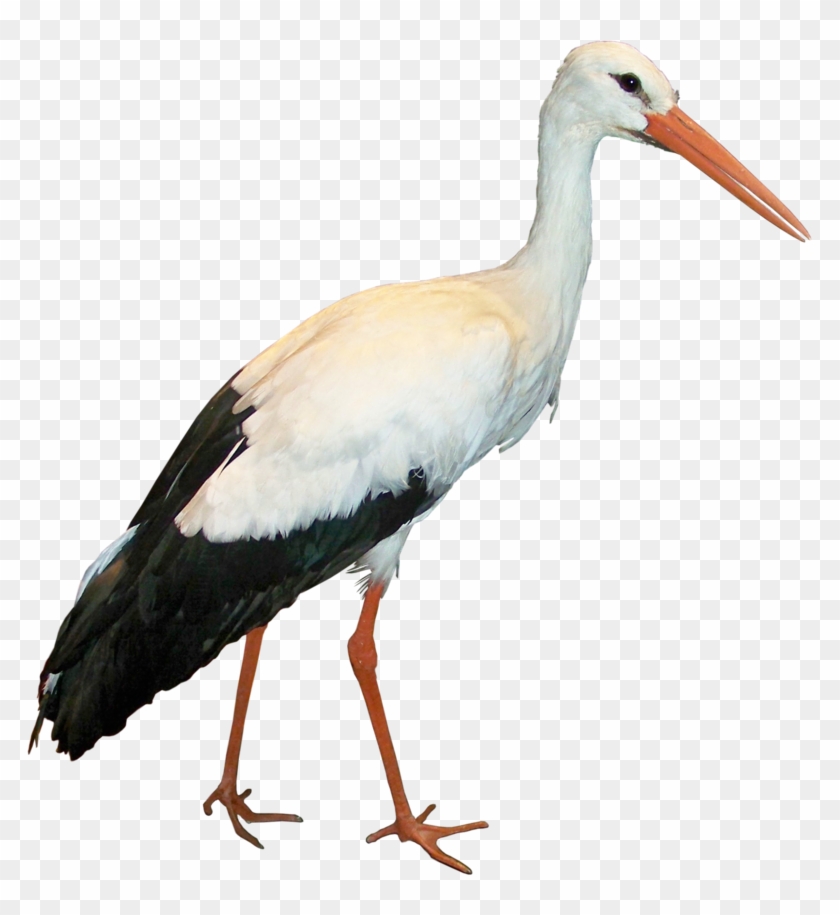 Crane Bird Png Clipart