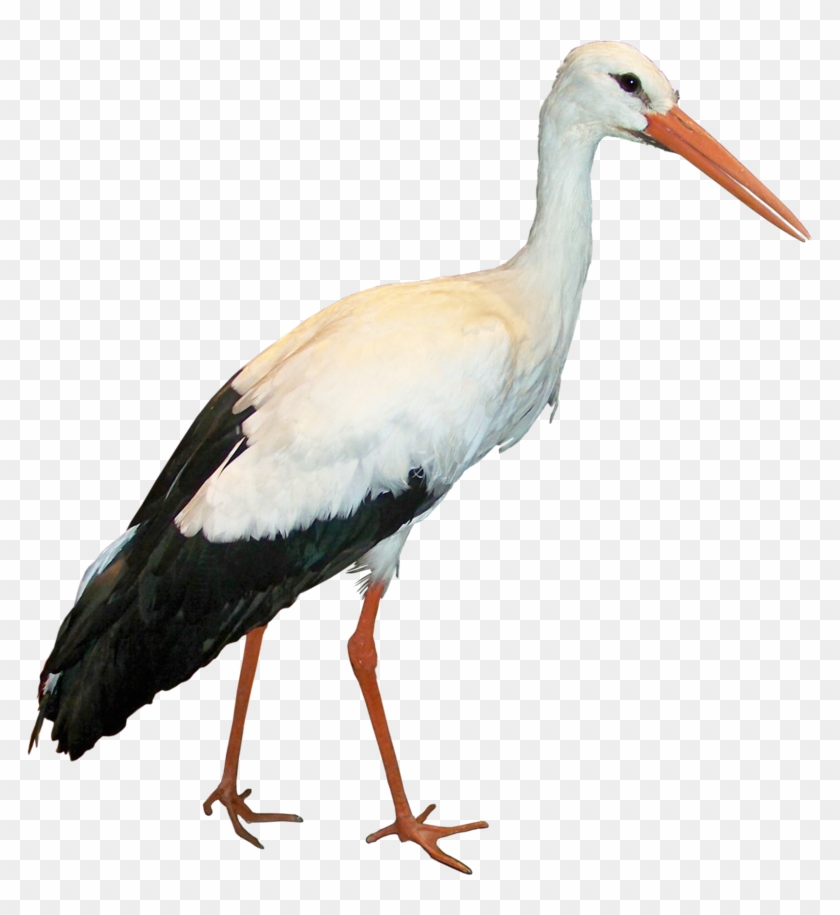 Crane Bird Png Clipart #599880