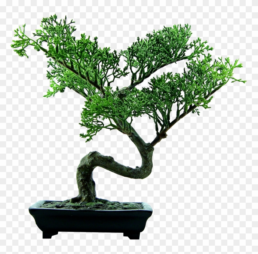 Bonsai Png Clipart