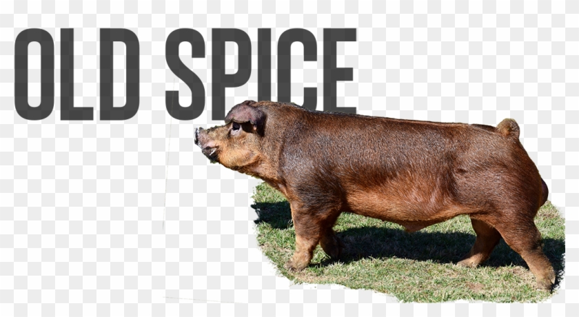 Old Spice - Pre-order - $100 - Overrun - $75 - Last - Hippopotamus Clipart