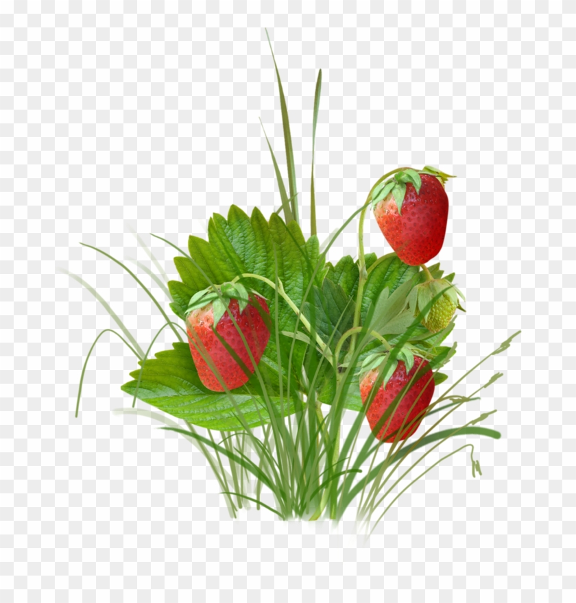 Fresh Strawberry Fruit - Strawberry Clipart #5908835