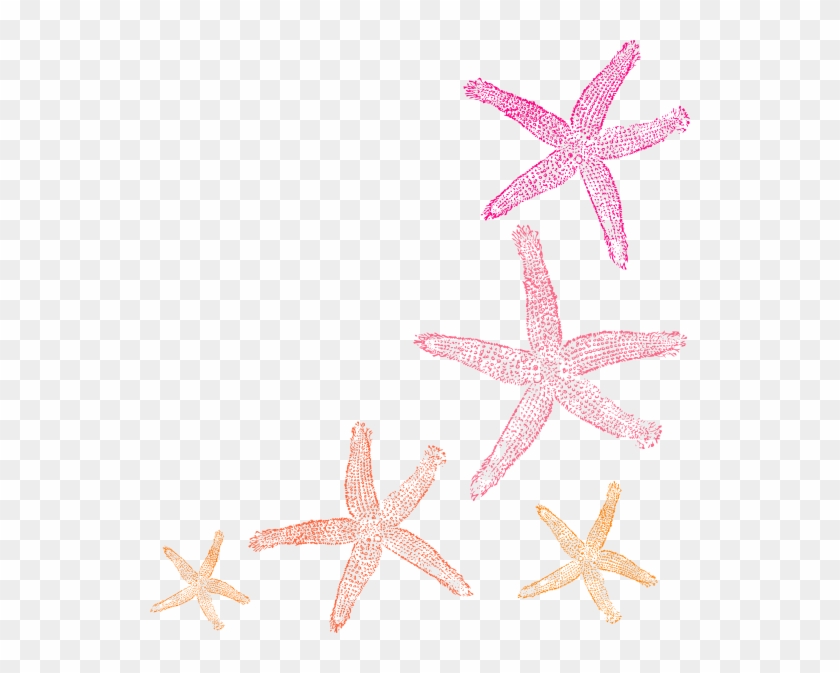 Coral Starfish Clipart - Png Download