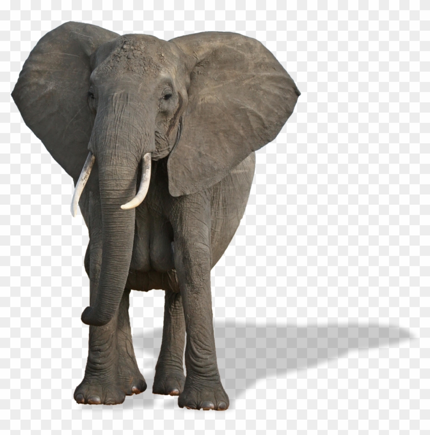 Elephant With No Background Clipart #5910604