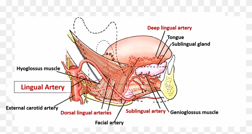 Sublingual Artery To Sublingual Gland And Branches - Tongue Blood Vessels Clipart