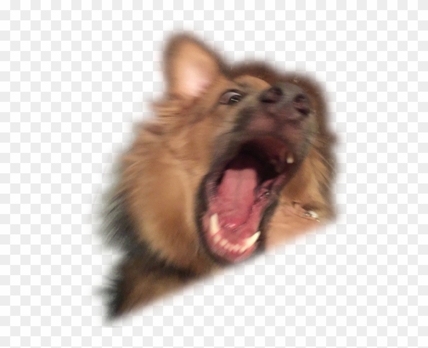 Dog Yawns Clipart #5913250