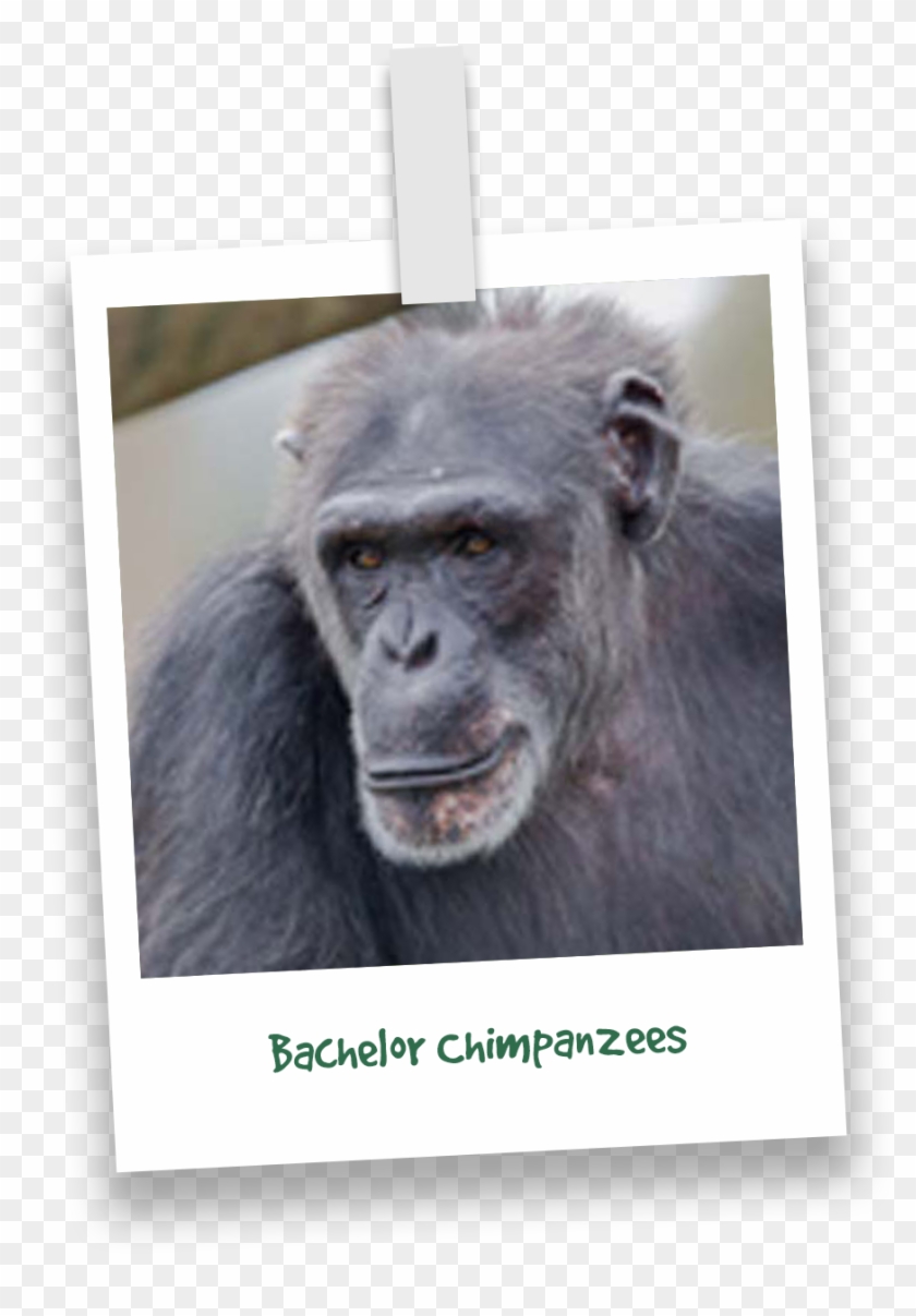 Primates - Common Chimpanzee Clipart #5913617