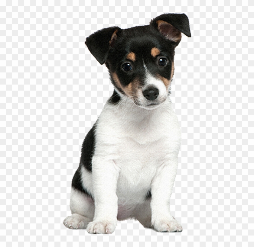 Animaux Chiens - Gimdog Puppy Clipart