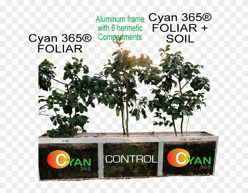 Among A Batch Of About 500 Trees, We Randomised A Picking - Tree Clipart #5914478