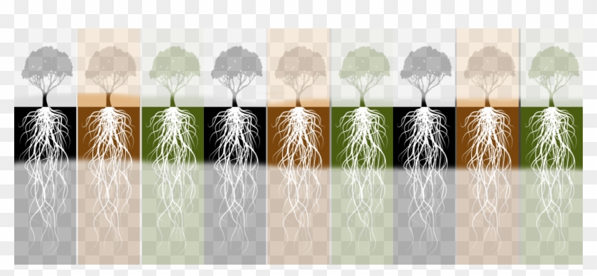 Tree Worxx Offers Organic Deep Root Feeding For Trees - Tree Roots Drawing Clipart #5914650