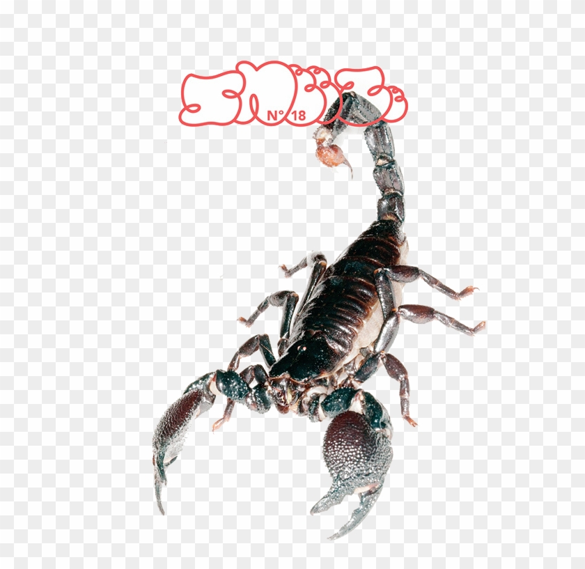 Scorpion, Magazine, Sneeze, Arthropod Png Image With - Scorpion Clipart #5916203