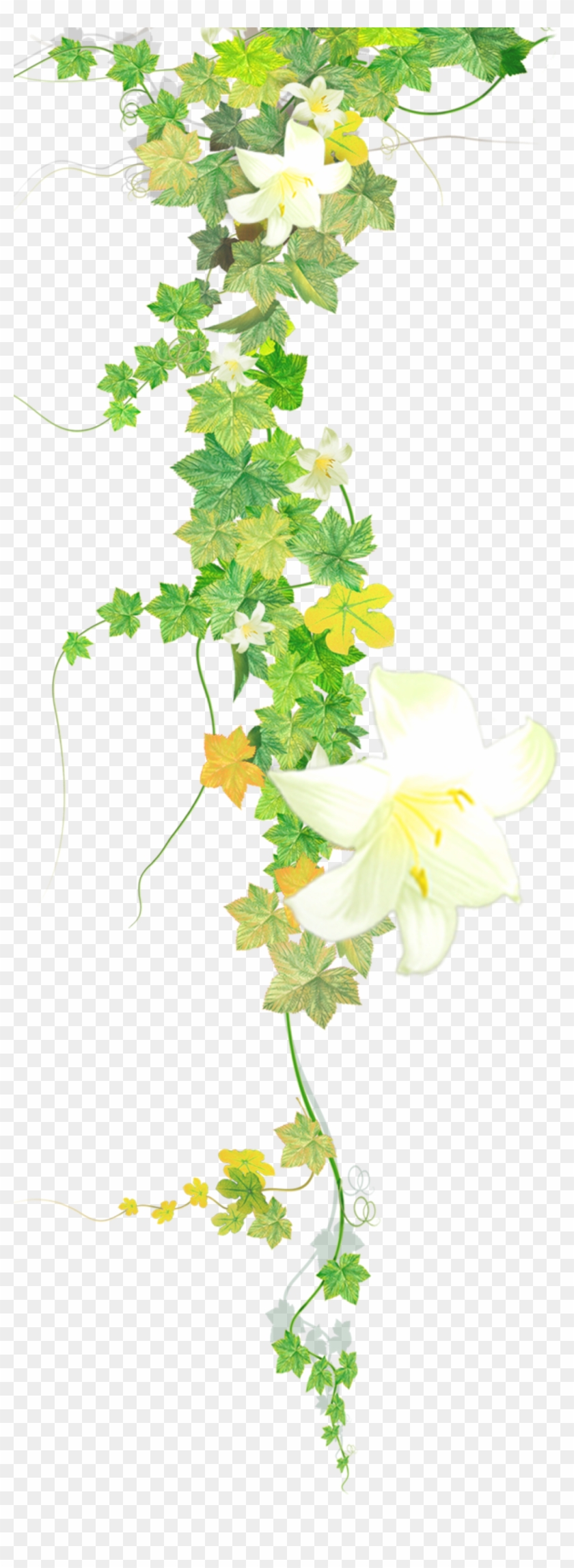 #flower #flowers #vines #leaves #plants #decoration - Lily Family Clipart