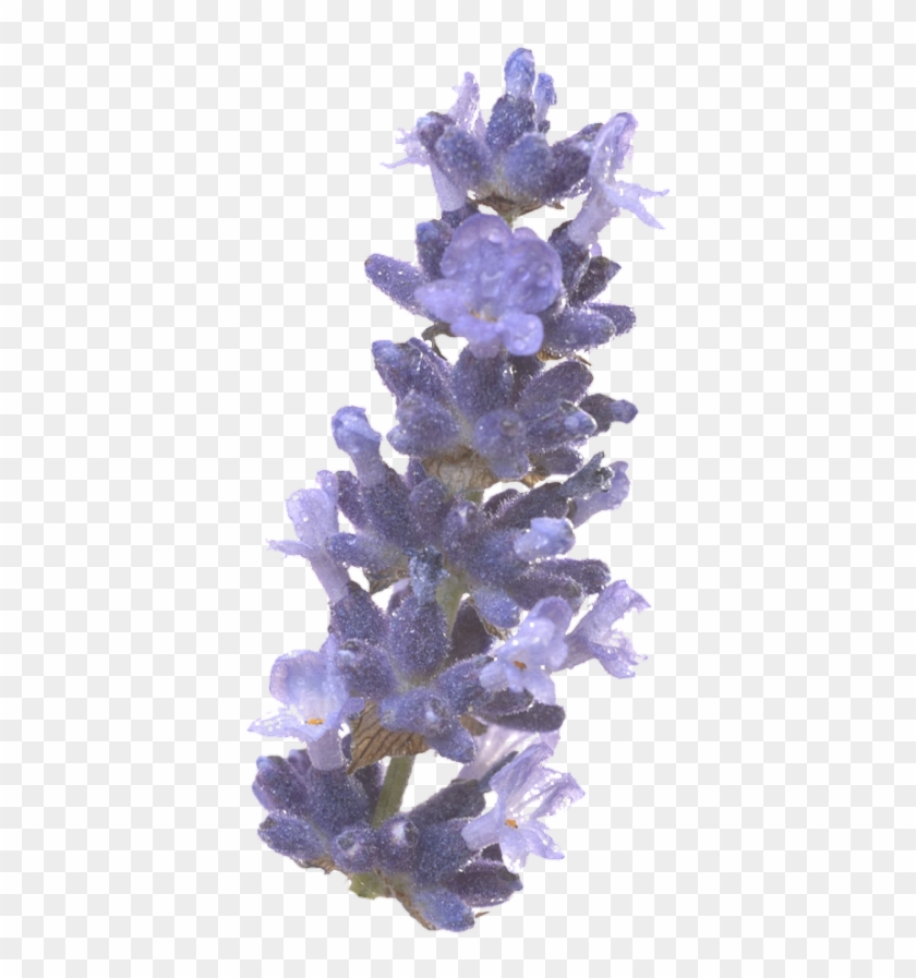 Freetoedit Png Flower With A Transparent Background - English Lavender Clipart #5919309