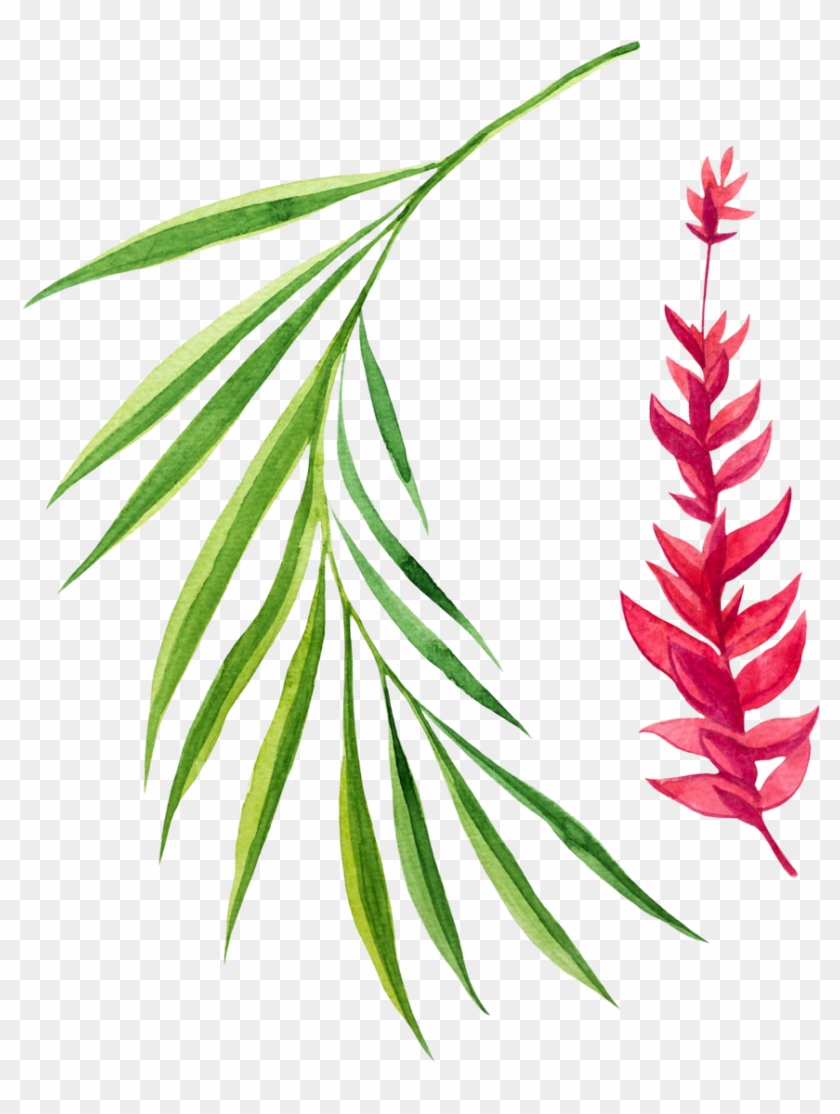 Pine Leaves Png - Oregon Pine Clipart