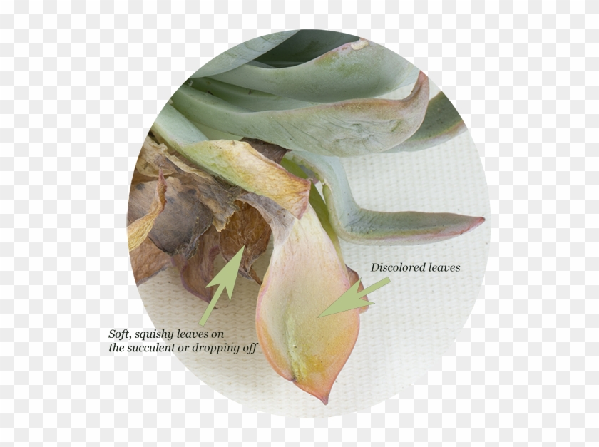 Discoloration Might Even Be Noticeable, Such As Black - Bud Clipart #5923730