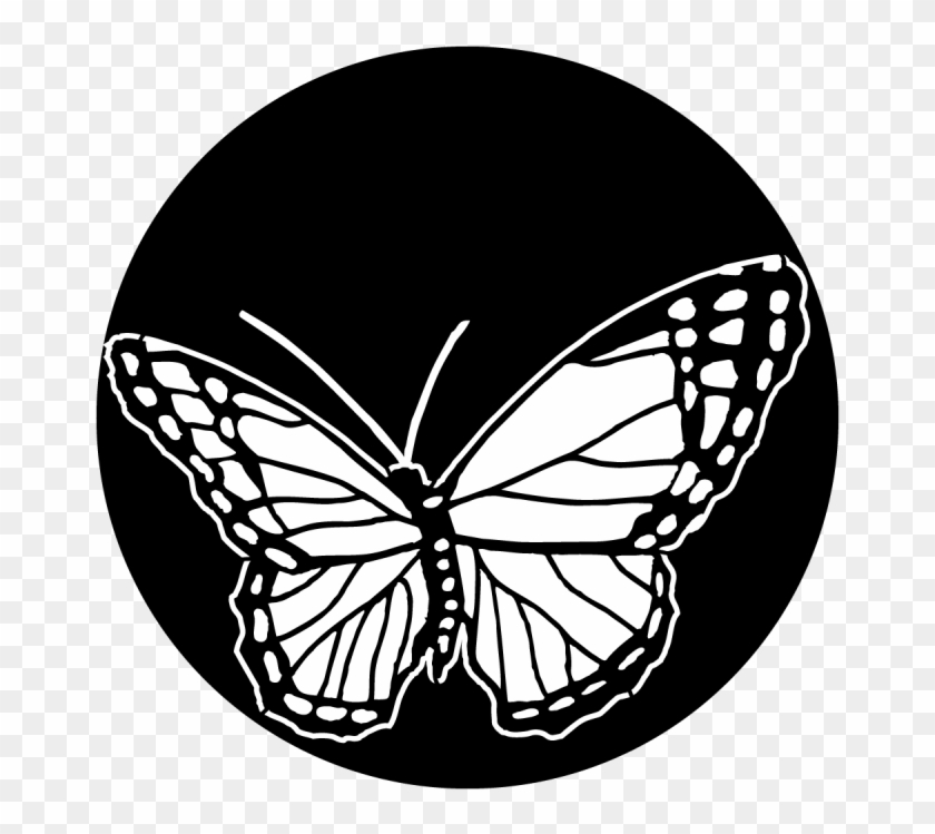 More Views - Butterfly - Apollo Butterfly Me 1160 Clipart