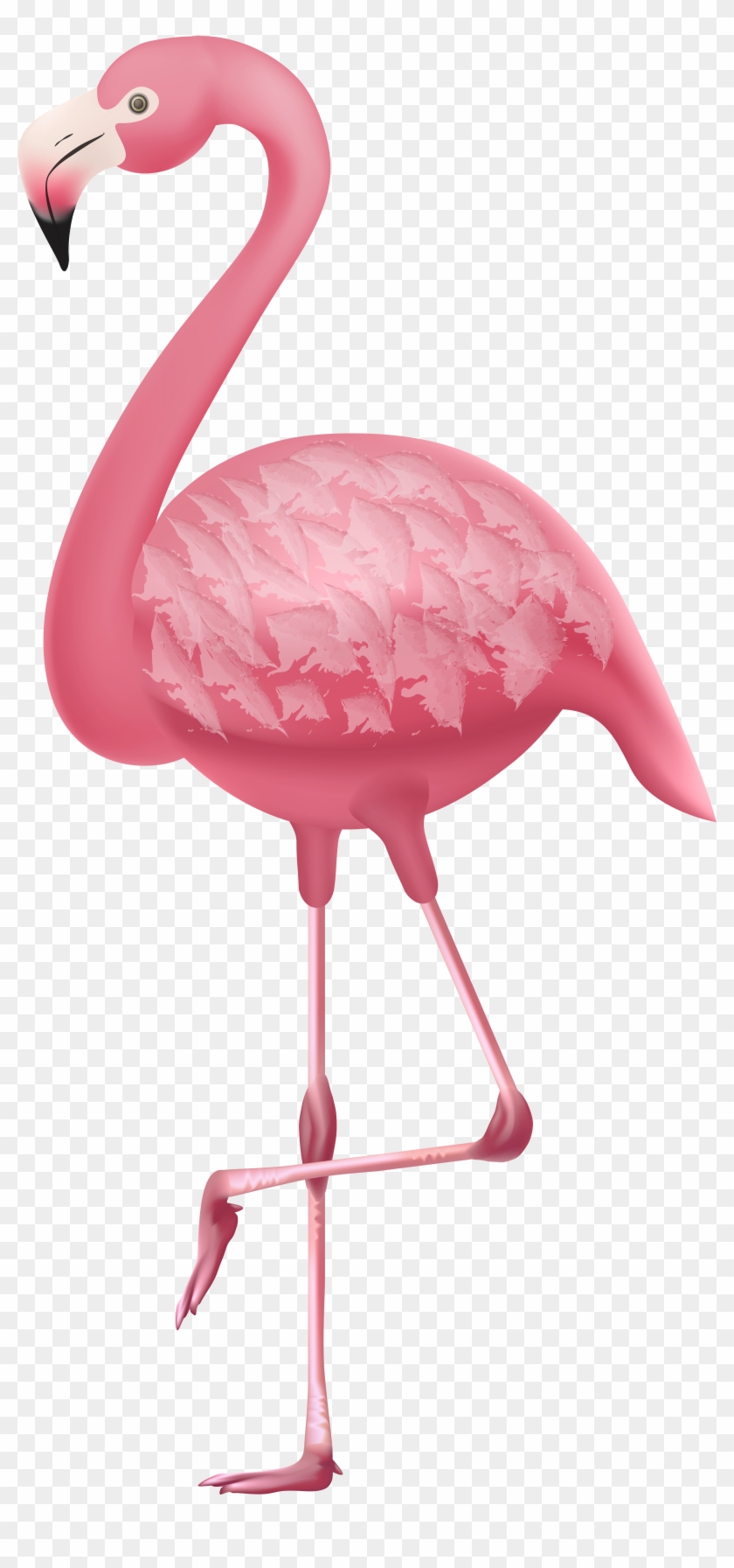 Flamingo Png Clipart - Greater Flamingo Transparent Png
