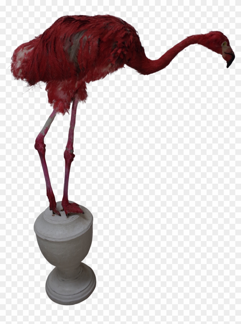 Faux Pink Flamingo - Ostrich Clipart #5927846