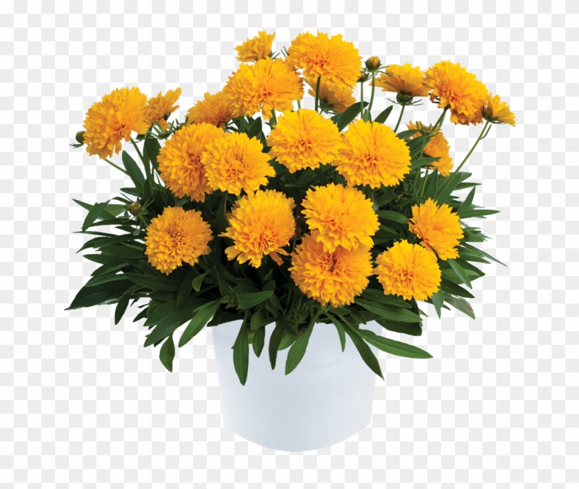 Golden Sphere™ - Nachyłek Pełny Clipart