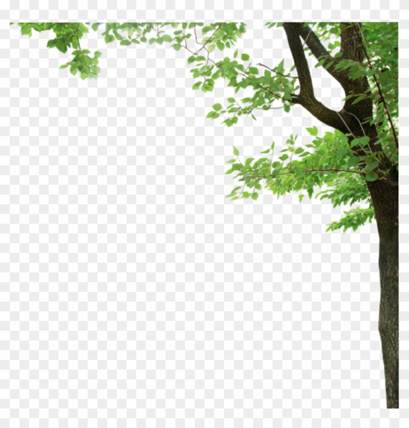 #ftestickers #tree #border - Transparent Tree Border Clipart