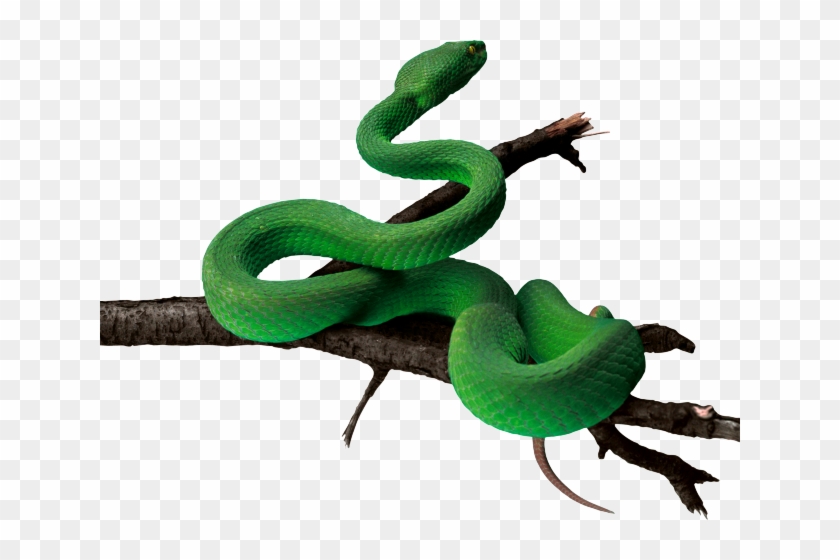 Tree Snake Clipart Rat Snake - Green Snake Png Hd Transparent Png