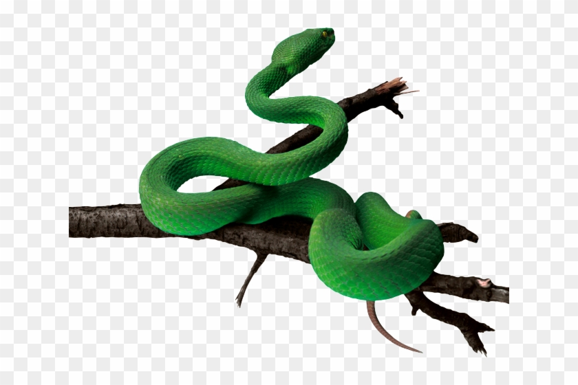 Tree Snake Clipart Rat Snake - Green Snake Png Hd Transparent Png #5931652